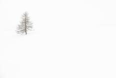 Italy, Veneto, Larch Isolated in White Snow-Gabriele Bano-Framed Premium Photographic Print