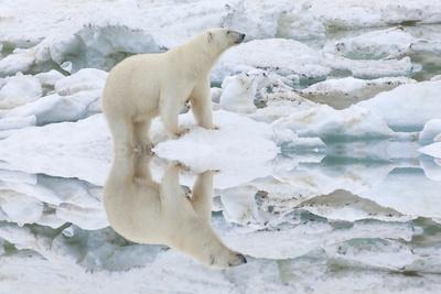 Female Polar Bear Reflecting in the Water (Ursus Maritimus)