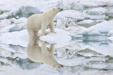 Polar Bear on Floating Ice, Davis Strait, Labrador See, Labrador, Canada, North America-Gabrielle and Michel Therin-Weise-Photographic Print