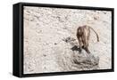 Framed Canvas