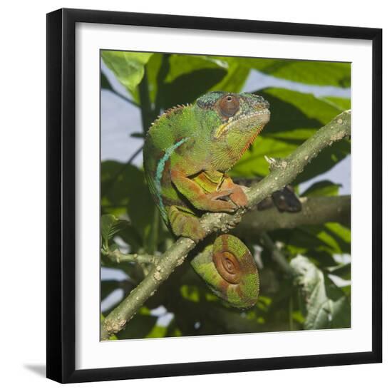 Premium Photographic Print, , large