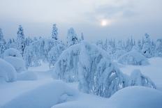 Snow Covered Trees at Sunset-gadag-Framed Stretched Canvas