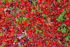 Red Carpet of Plants in Lapland-gadag-Photographic Print