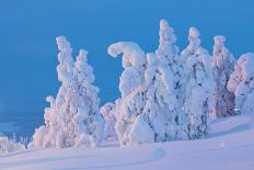 Snow Covered Trees at Sunset-gadag-Framed Stretched Canvas