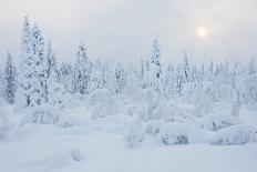 Snow Covered Trees at Sunset-gadag-Framed Stretched Canvas