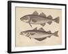 Gadus-J Pass-Framed Giclee Print