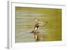 Gadwall (Anas Strepera) Female Duck Stretching Wings on Rutland Water, Rutland, UK, April-Terry Whittaker-Framed Photographic Print