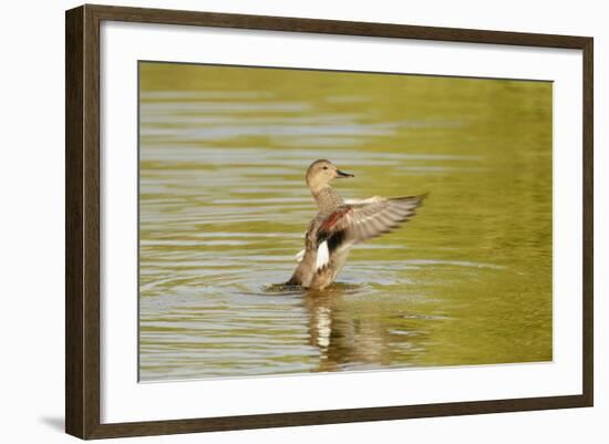 Gadwall (Anas Strepera) Female Duck Stretching Wings on Rutland Water, Rutland, UK, April-Terry Whittaker-Framed Photographic Print