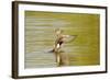 Gadwall (Anas Strepera) Female Duck Stretching Wings on Rutland Water, Rutland, UK, April-Terry Whittaker-Framed Photographic Print