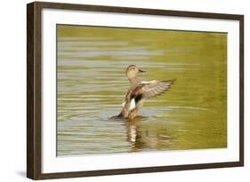 Gadwall (Anas Strepera) Female Duck Stretching Wings on Rutland Water, Rutland, UK, April-Terry Whittaker-Framed Photographic Print