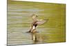 Gadwall (Anas Strepera) Female Duck Stretching Wings on Rutland Water, Rutland, UK, April-Terry Whittaker-Mounted Photographic Print