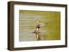 Gadwall (Anas Strepera) Female Duck Stretching Wings on Rutland Water, Rutland, UK, April-Terry Whittaker-Framed Photographic Print