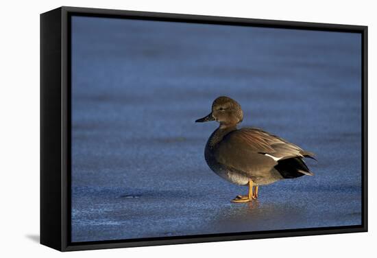 Gadwall (Anas Strepera) Male Standing on a Frozen Pond in the Winter-James Hager-Framed Stretched Canvas