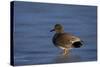 Gadwall (Anas Strepera) Male Standing on a Frozen Pond in the Winter-James Hager-Stretched Canvas
