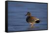 Gadwall (Anas Strepera) Male Standing on a Frozen Pond in the Winter-James Hager-Framed Stretched Canvas