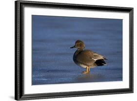 Gadwall (Anas Strepera) Male Standing on a Frozen Pond in the Winter-James Hager-Framed Photographic Print