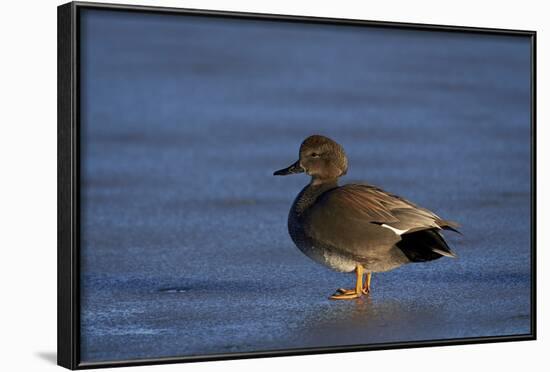 Gadwall (Anas Strepera) Male Standing on a Frozen Pond in the Winter-James Hager-Framed Photographic Print