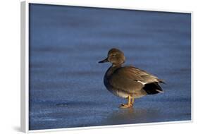 Gadwall (Anas Strepera) Male Standing on a Frozen Pond in the Winter-James Hager-Framed Photographic Print