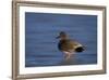 Gadwall (Anas Strepera) Male Standing on a Frozen Pond in the Winter-James Hager-Framed Photographic Print