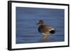 Gadwall (Anas Strepera) Male Standing on a Frozen Pond in the Winter-James Hager-Framed Photographic Print