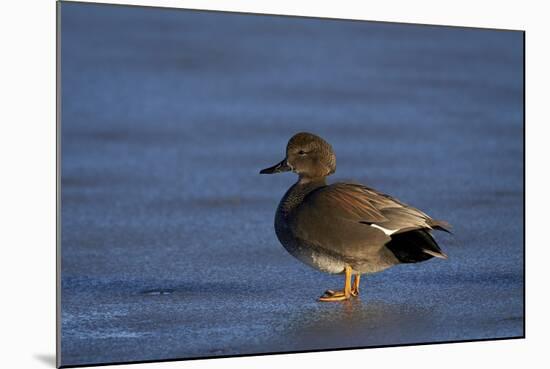 Gadwall (Anas Strepera) Male Standing on a Frozen Pond in the Winter-James Hager-Mounted Photographic Print