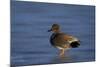 Gadwall (Anas Strepera) Male Standing on a Frozen Pond in the Winter-James Hager-Mounted Photographic Print