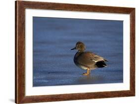 Gadwall (Anas Strepera) Male Standing on a Frozen Pond in the Winter-James Hager-Framed Photographic Print