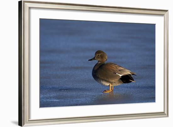 Gadwall (Anas Strepera) Male Standing on a Frozen Pond in the Winter-James Hager-Framed Photographic Print