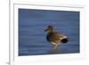 Gadwall (Anas Strepera) Male Standing on a Frozen Pond in the Winter-James Hager-Framed Photographic Print