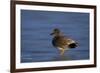 Gadwall (Anas Strepera) Male Standing on a Frozen Pond in the Winter-James Hager-Framed Photographic Print