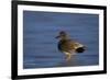 Gadwall (Anas Strepera) Male Standing on a Frozen Pond in the Winter-James Hager-Framed Photographic Print