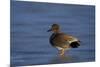 Gadwall (Anas Strepera) Male Standing on a Frozen Pond in the Winter-James Hager-Mounted Photographic Print