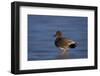 Gadwall (Anas Strepera) Male Standing on a Frozen Pond in the Winter-James Hager-Framed Photographic Print