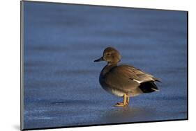 Gadwall (Anas Strepera) Male Standing on a Frozen Pond in the Winter-James Hager-Mounted Photographic Print