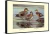 Gadwall and Coues's Gadwall Ducks-Louis Agassiz Fuertes-Framed Stretched Canvas