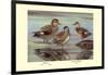 Gadwall and Coues's Gadwall Ducks-Louis Agassiz Fuertes-Framed Art Print