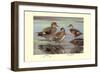 Gadwall and Coues's Gadwall Ducks-Louis Agassiz Fuertes-Framed Art Print