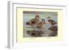 Gadwall and Coues's Gadwall Ducks-Louis Agassiz Fuertes-Framed Art Print