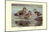 Gadwall and Coues's Gadwall Ducks-Louis Agassiz Fuertes-Mounted Art Print