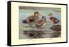 Gadwall and Coues's Gadwall Ducks-Louis Agassiz Fuertes-Framed Stretched Canvas