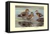 Gadwall and Coues's Gadwall Ducks-Louis Agassiz Fuertes-Framed Stretched Canvas