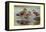 Gadwall and Coues's Gadwall Ducks-Louis Agassiz Fuertes-Framed Stretched Canvas
