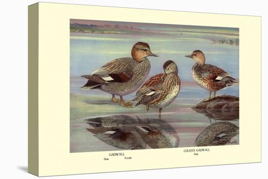 Gadwall and Coues's Gadwall Ducks-Louis Agassiz Fuertes-Stretched Canvas