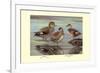 Gadwall and Coues's Gadwall Ducks-Louis Agassiz Fuertes-Framed Premium Giclee Print