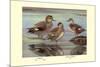 Gadwall and Coues's Gadwall Ducks-Louis Agassiz Fuertes-Mounted Premium Giclee Print