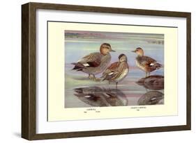 Gadwall and Coues's Gadwall Ducks-Louis Agassiz Fuertes-Framed Art Print