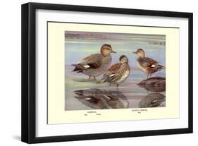 Gadwall and Coues's Gadwall Ducks-Louis Agassiz Fuertes-Framed Art Print