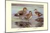 Gadwall and Coues's Gadwall Ducks-Louis Agassiz Fuertes-Mounted Art Print