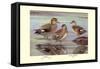 Gadwall and Coues's Gadwall Ducks-Louis Agassiz Fuertes-Framed Stretched Canvas