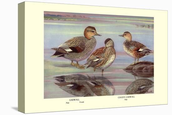 Gadwall and Coues's Gadwall Ducks-Louis Agassiz Fuertes-Stretched Canvas